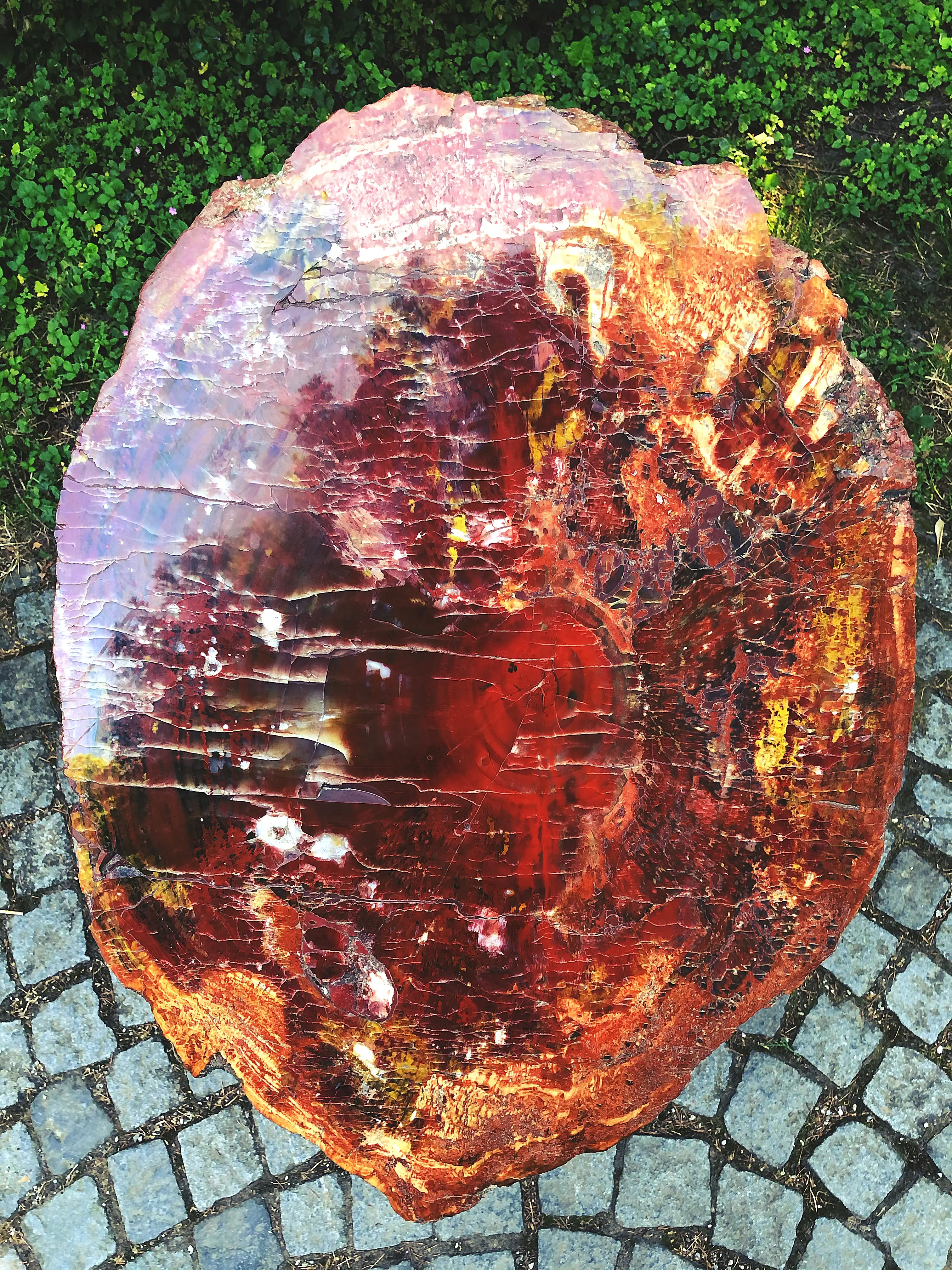 Das versteinerte Holz auf der Mainau hat eine besonders glatte und schöne Maserung.