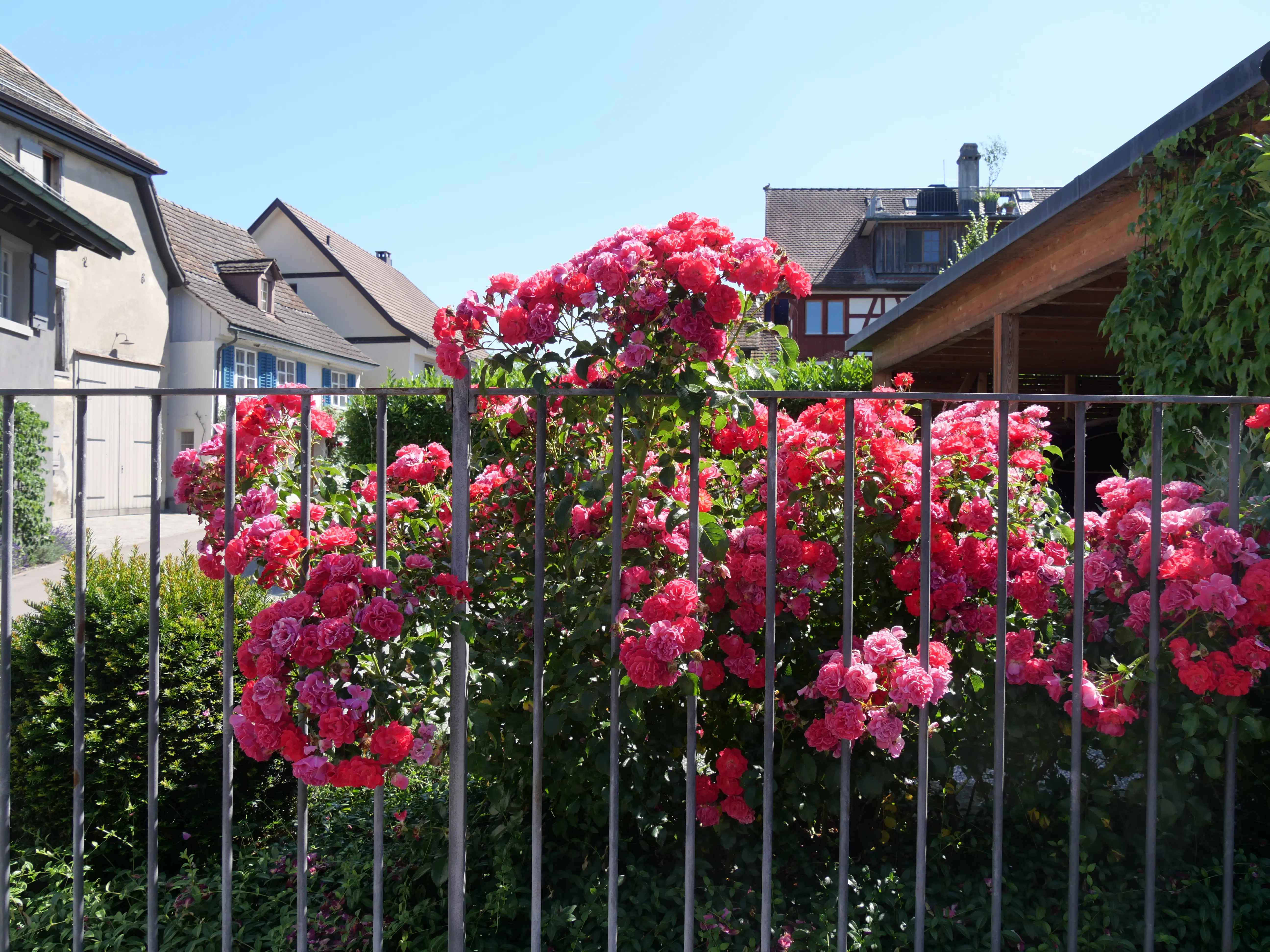 Als Reiseblog für den Bodensee empfehlen wir einen Ausflug nach Gottlieben - entweder auf dem Weg zu Schloss Salenstein oder nach Konstanz.