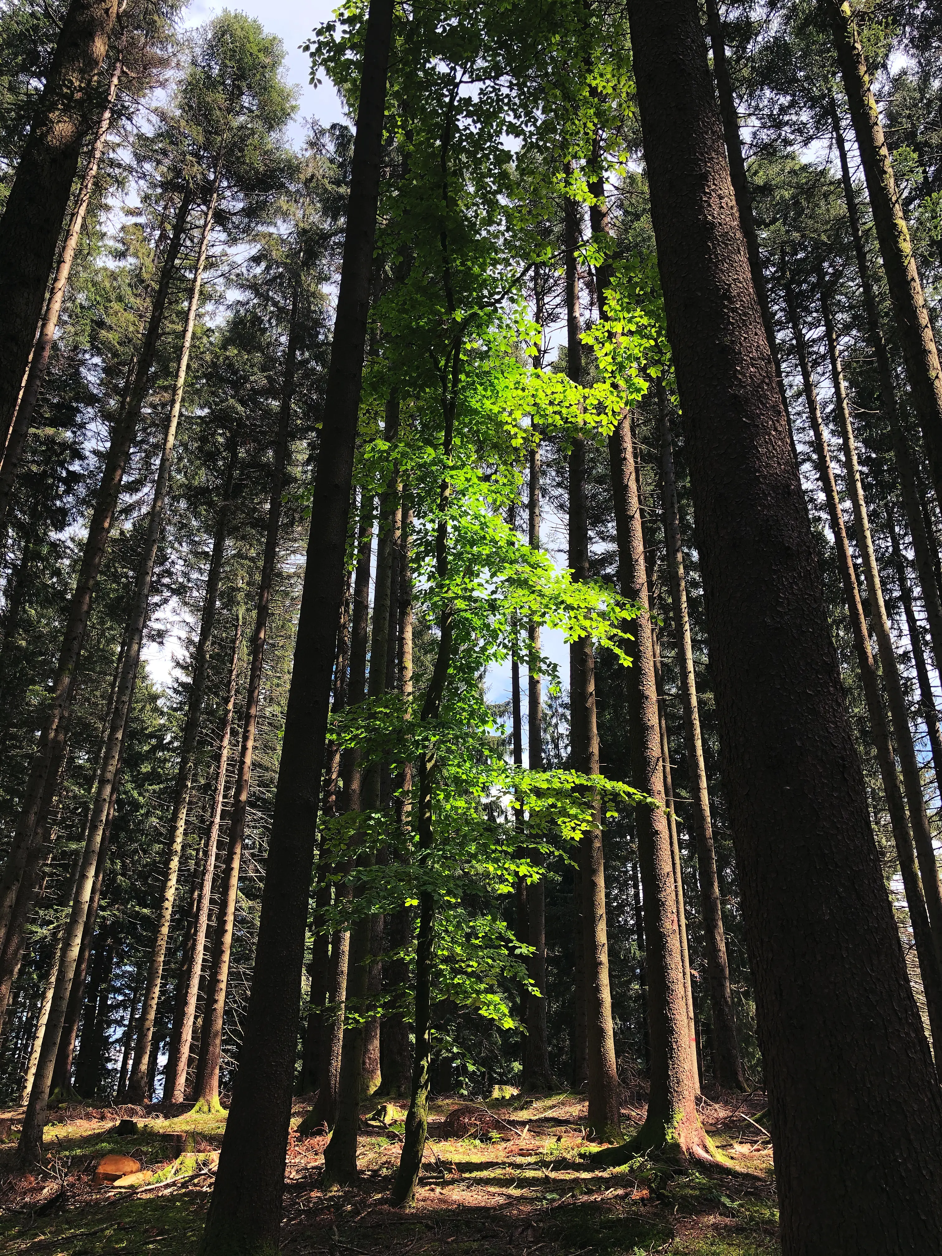Der Wald bietet bei der Wanderung der Localsbodensee durch das Appenzell genug Schutz vor Sonne.