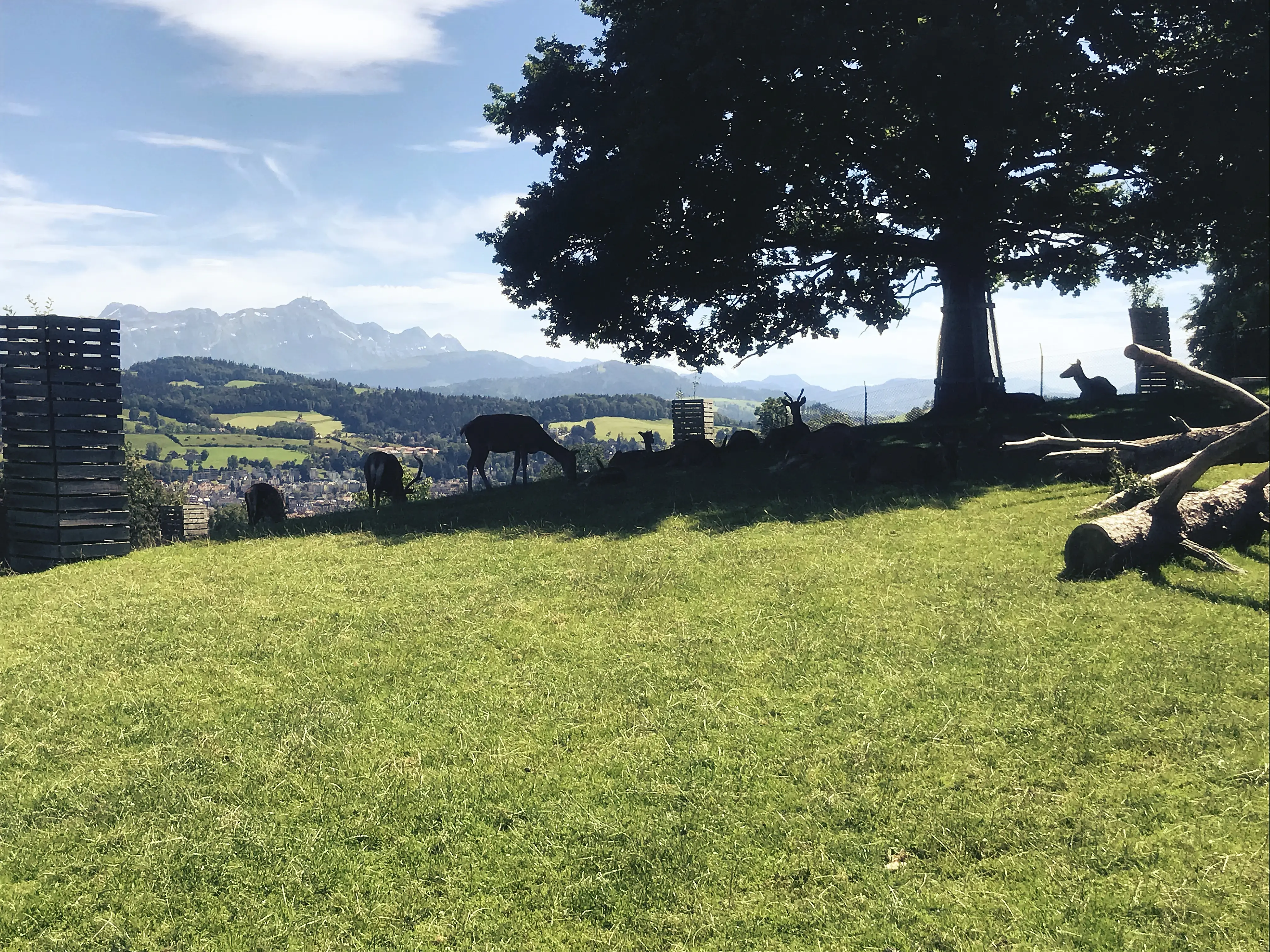 Große Bäume spenden den Tieren im Park Peter und Paul bei St. Gallen Schatten.