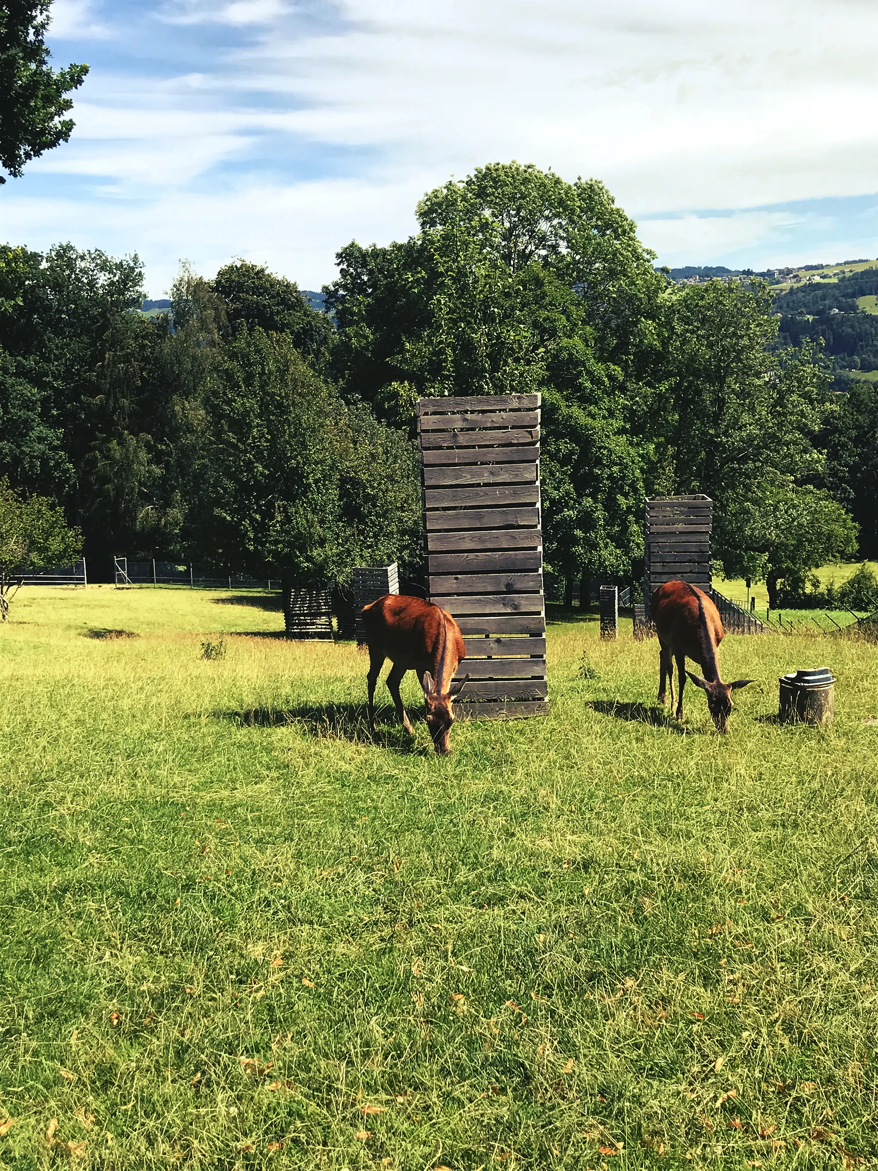 Das Rotwild hat im Park Peter und Paul ein weitläufiges Gehege und grüne Wiesen zur Verfügung.