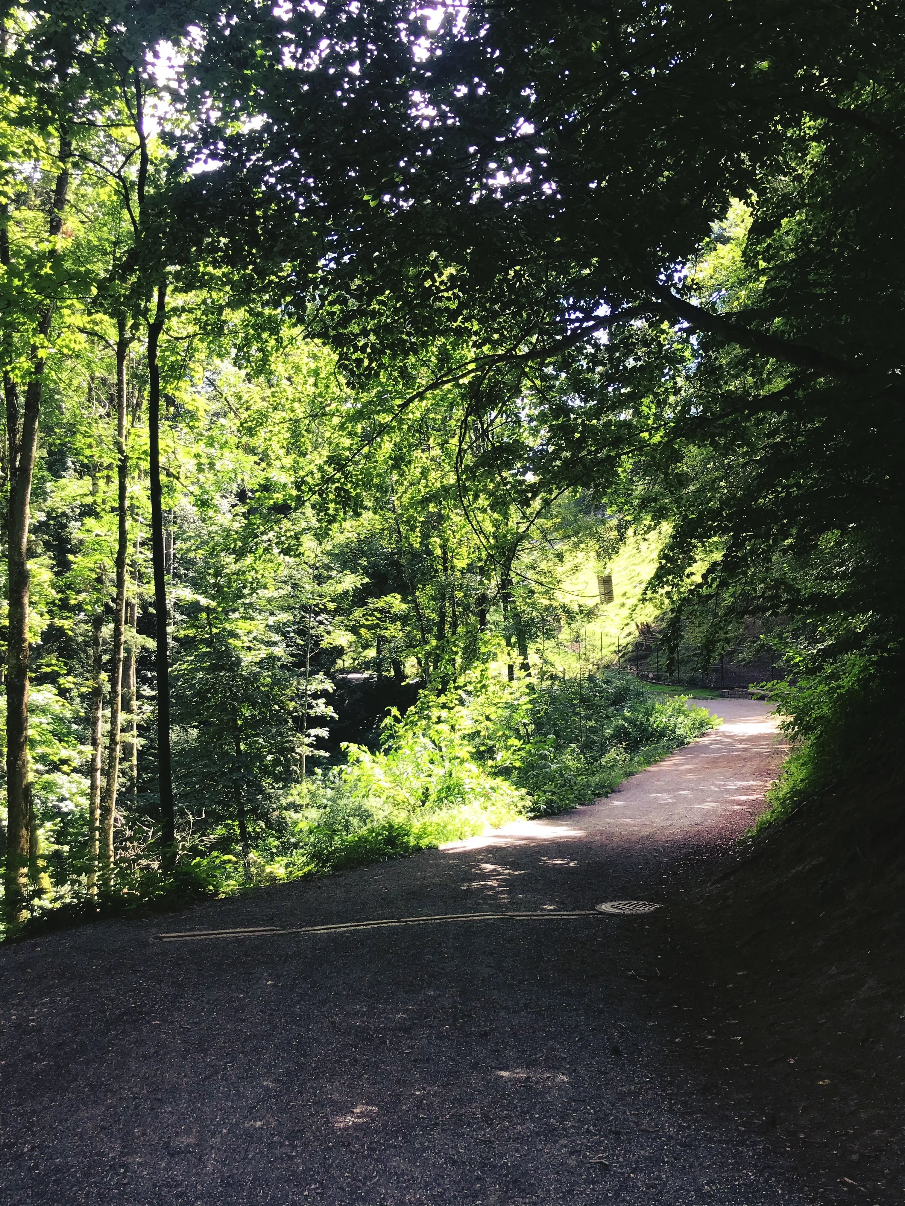 Gerade im Sommer spendet der schattige Waldweg durch den Tierpark Peter und Paul etwas Abkühlung.