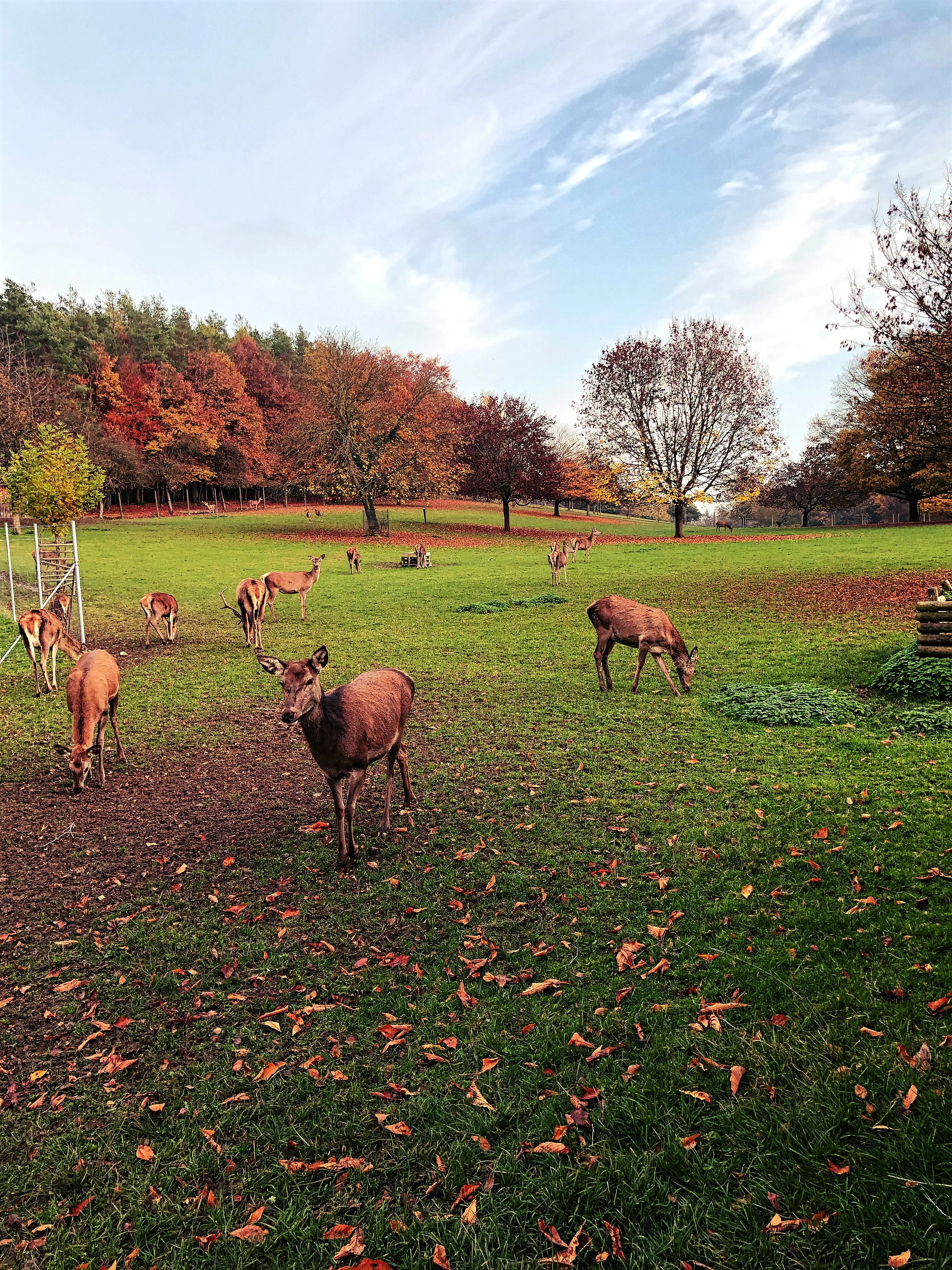 Spaziergang von Allensbach zum Wildpark Markelfingen