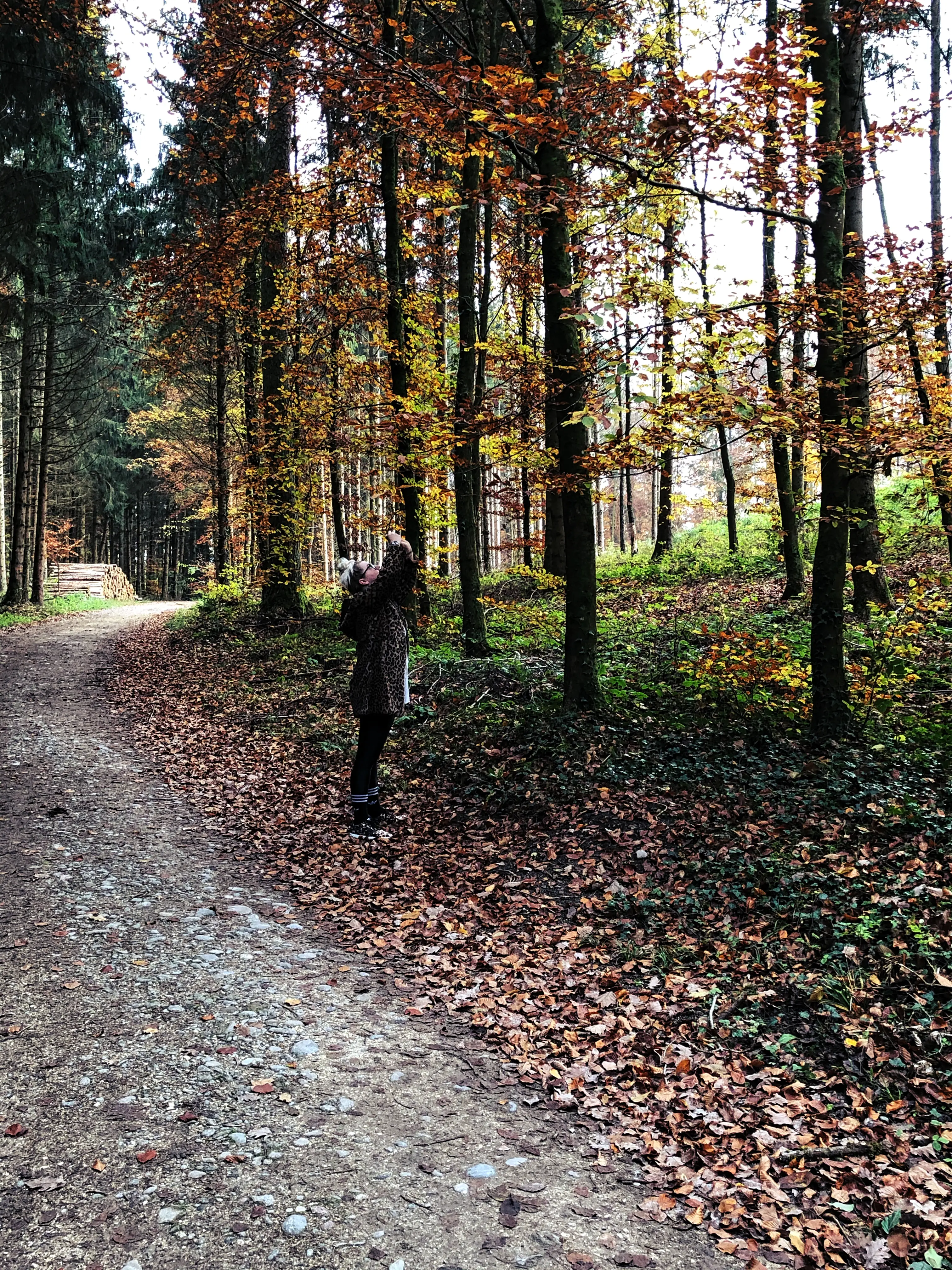 Im Wald bei Allensbach kann man die Ruhe und Natur genießen bevor man zum Wildpark Markelfingen kommt.